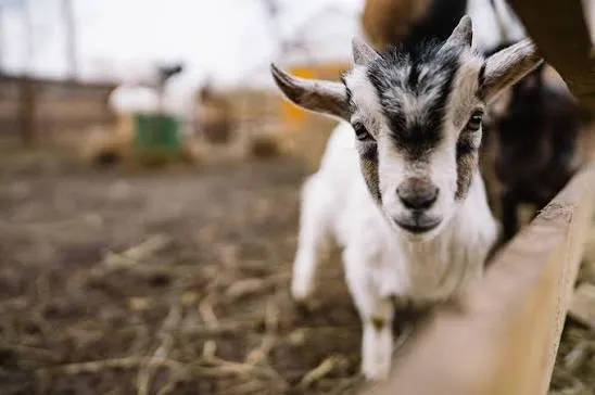 A man was arrested in Moscow for walking across Red Square with a goat