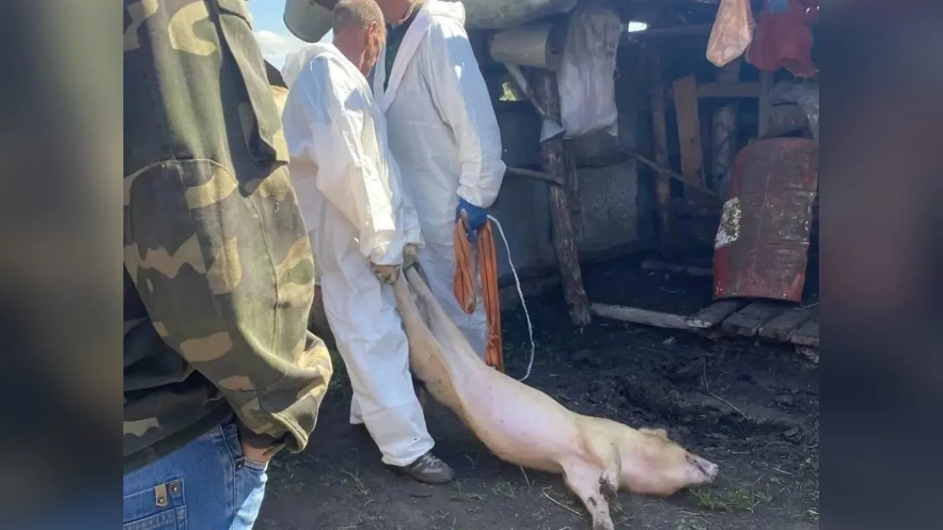 В Тюменской области фермеров заставляют сдавать свиней на убой