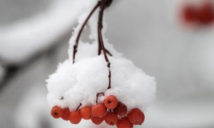 Оголошені підозри лікарю й службовцю ТЦК, які допомагали ухилянтам