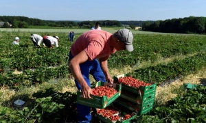 Війна в Україні продовжує загрожувати світовим голодом - NYT