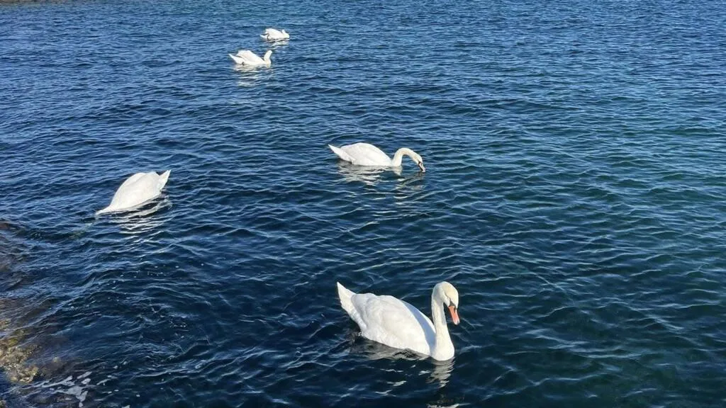 Відео: на Одещині в Нацпарку «Тузлівські лимани» зібралися майже 2 тисячі лебедів