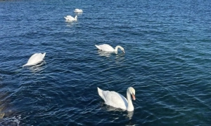 У США та Британії відреагували на підозри експрезидента Порошенка у держзраді