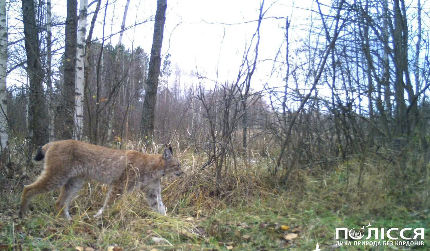 У Чорнобильській зоні сфотографували хижака із ідеальним слухом