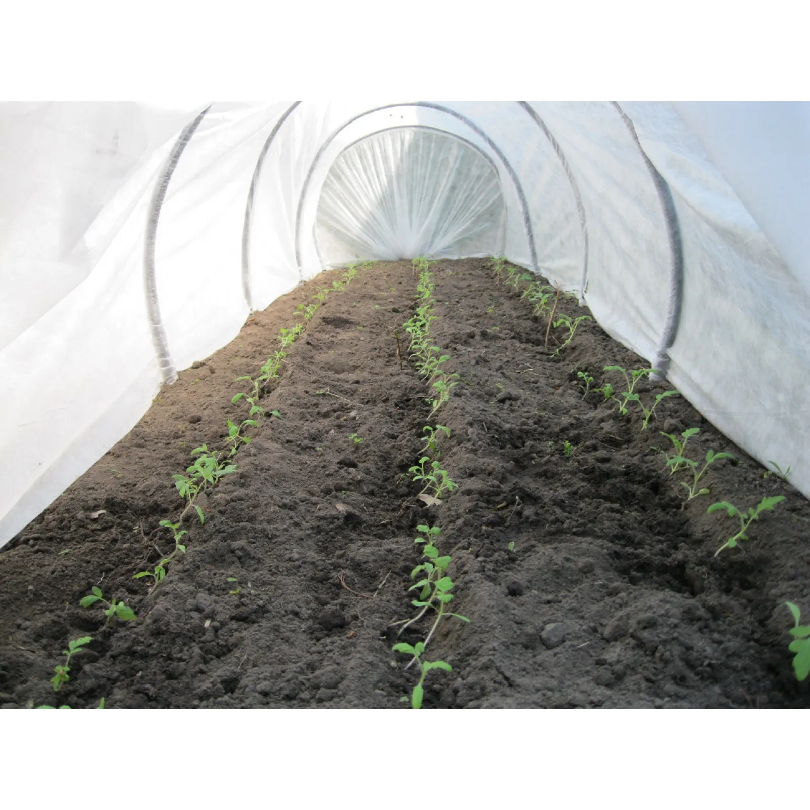 Місячний посівний календар на квітень 2026: які дні найсприятливіші для роботи на городі