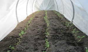 МВФ перегляне програму з Україною до III кварталу - Fitch