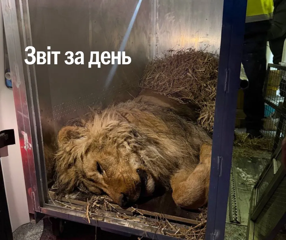 Київські волонтери врятували лева, якого утримували на морозі