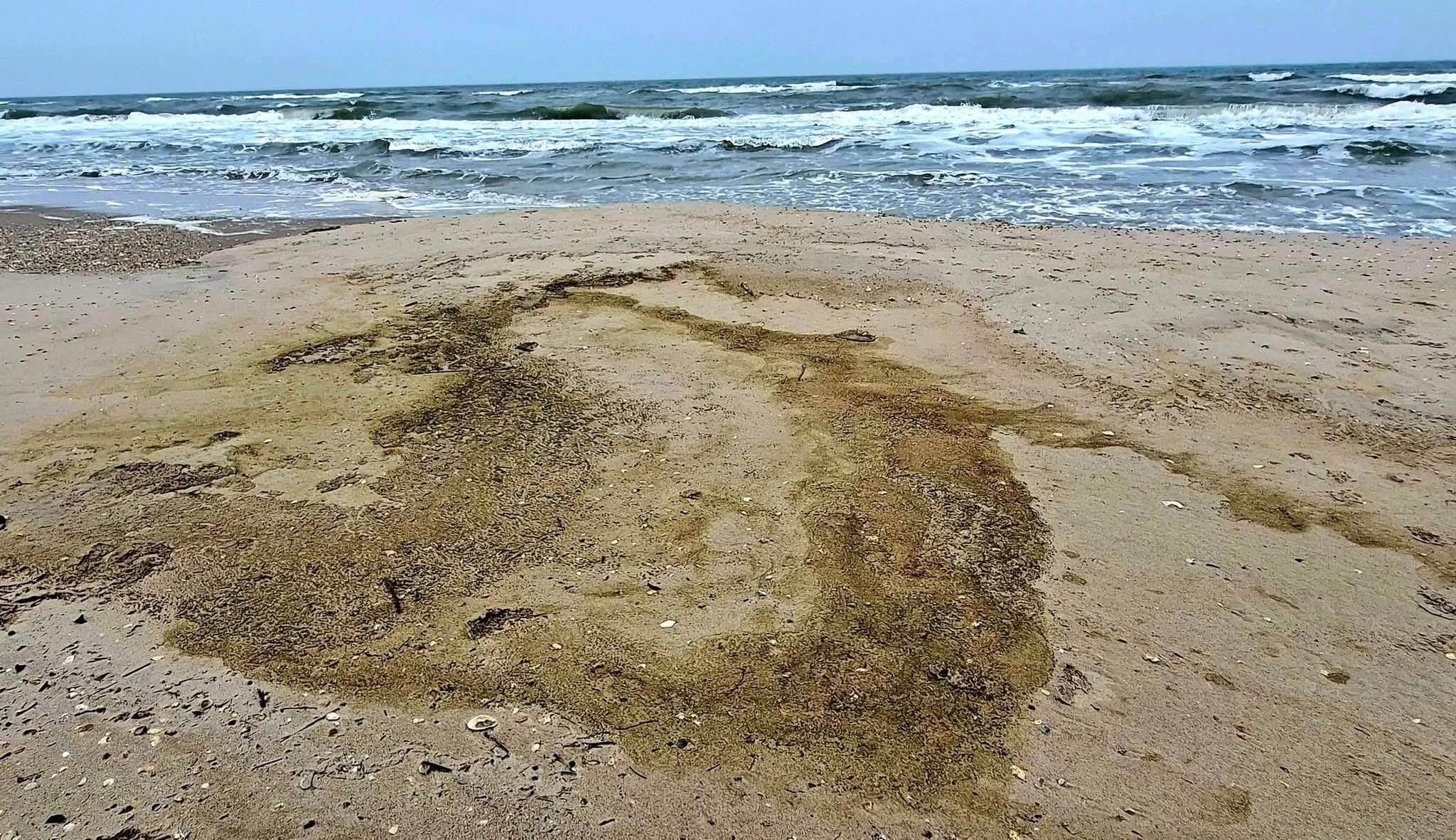 В Одеській затоці через розлив олії загинули понад 1000 птахів, — екологи