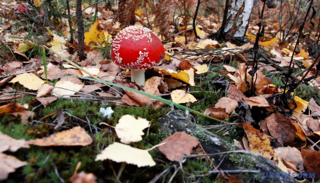 На Вінниччині 14 людей отруїлися дикорослими грибами, серед них – дитина