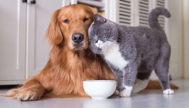 Рада підтримала законопроєкт про захист домашніх тварин за європейськими стандартами