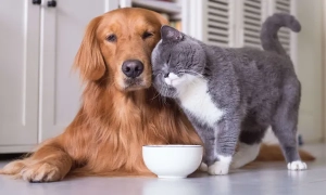 В Україні створили Науково-експертну раду з клімату та озону