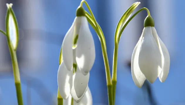 У суботу сонце та тепло до +12°