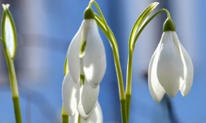 Міноборони шукає в Академії Сухопутних військ членів ультраправої організації Centuria