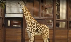 Міноборони пояснило, що робити військовозобов'язаним зі статусом «у розшуку» в Резерв+