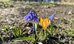 Одеський ТЦК перевіряє інцидент із побиттям дівчини чоловіком у військовій формі