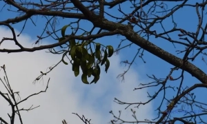 Святині Єрусалима закрили через загрозу ракет з Ірану