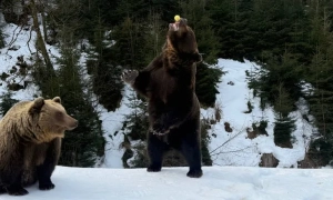 У Нацпарку «Синевир» ведмеді повертаються до життя (Фото, Відео)