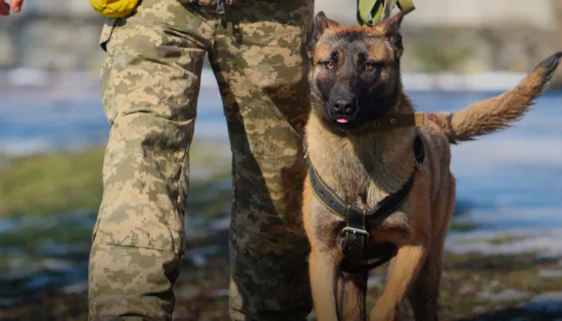 Понад 500 чотирилапих героїв працюють у ЗСУ