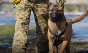 Окупанти обстріляли Миколаївську область касетними снарядами 