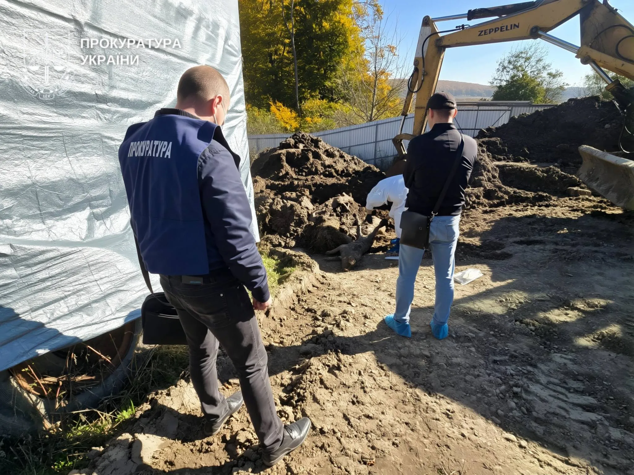 Фермер-депутат на Буковині отримав підозру за приховування африканської чуми