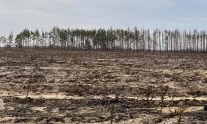 У трьох регіонах викрили незаконні рубки, знищено дерев на понад ₴18 млн