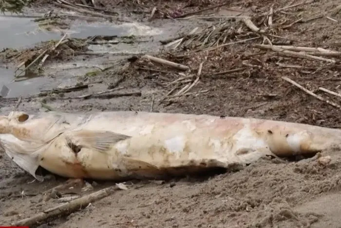 Fish Are Dying in Large Numbers in the Zhytomyr Region Due to Sewage Discharges