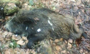 Гороскоп на 2 березня: Дівам - зміни, Стрільцям - нові знання