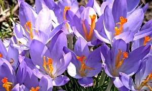 Стало відомо, скільки мажоритарників-клонів вибуло з виборів