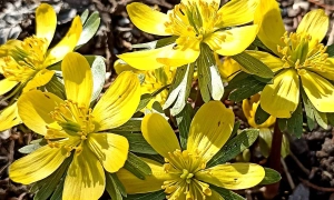 Складання іспиту з української чиновниками розпочалося зі збою