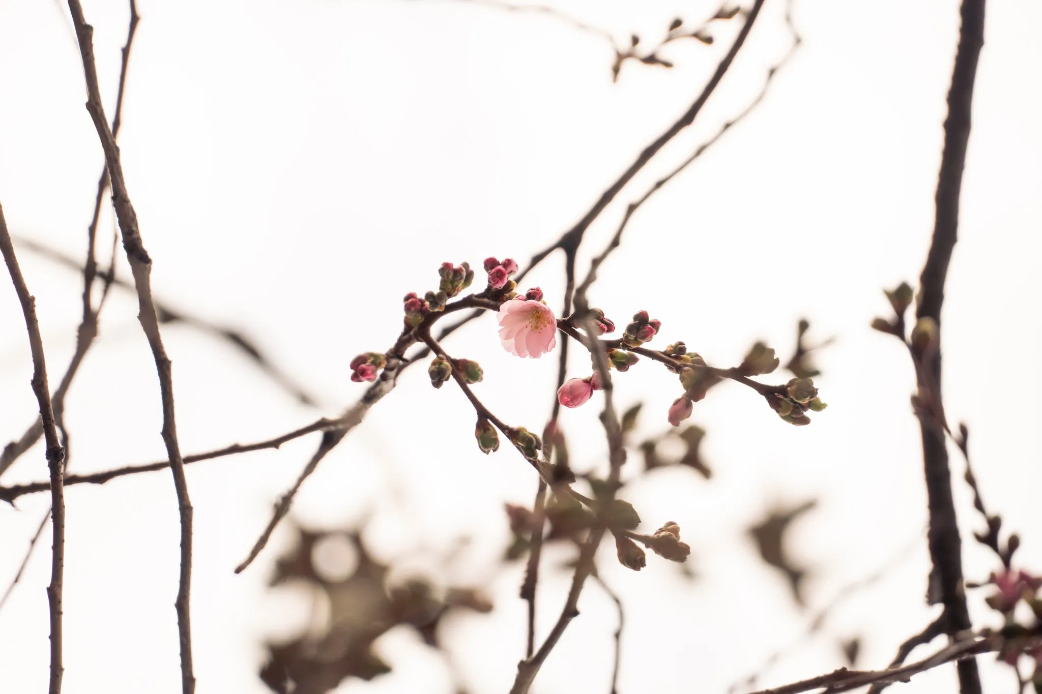 У Мукачеві зацвіла «шалена» сакура