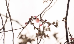 Рашисти почали відкриту мобілізацію у Маріуполі 