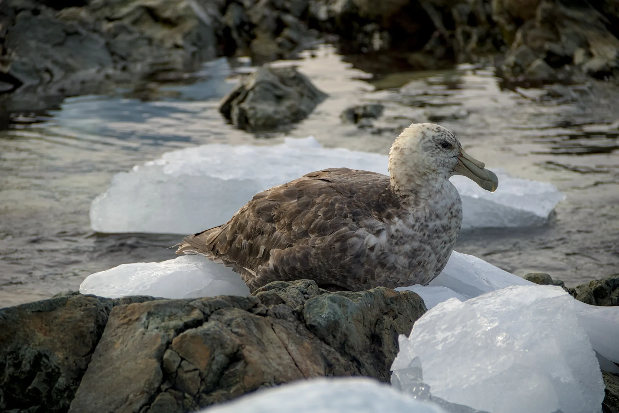 Українські полярники встановили рекорд у Конкурсі наукових зображень для «Вікіпедії»