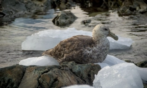 Медики назвали найшкідливішу позу для сну