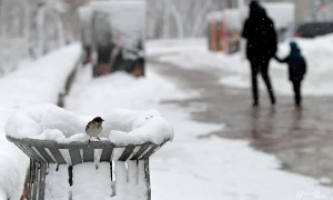 Супрун закликала легалізувати канабіс в Україні