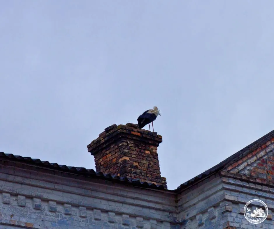 У Чорнобилі вперше за двадцять років помітили шість білих лелек одночасно