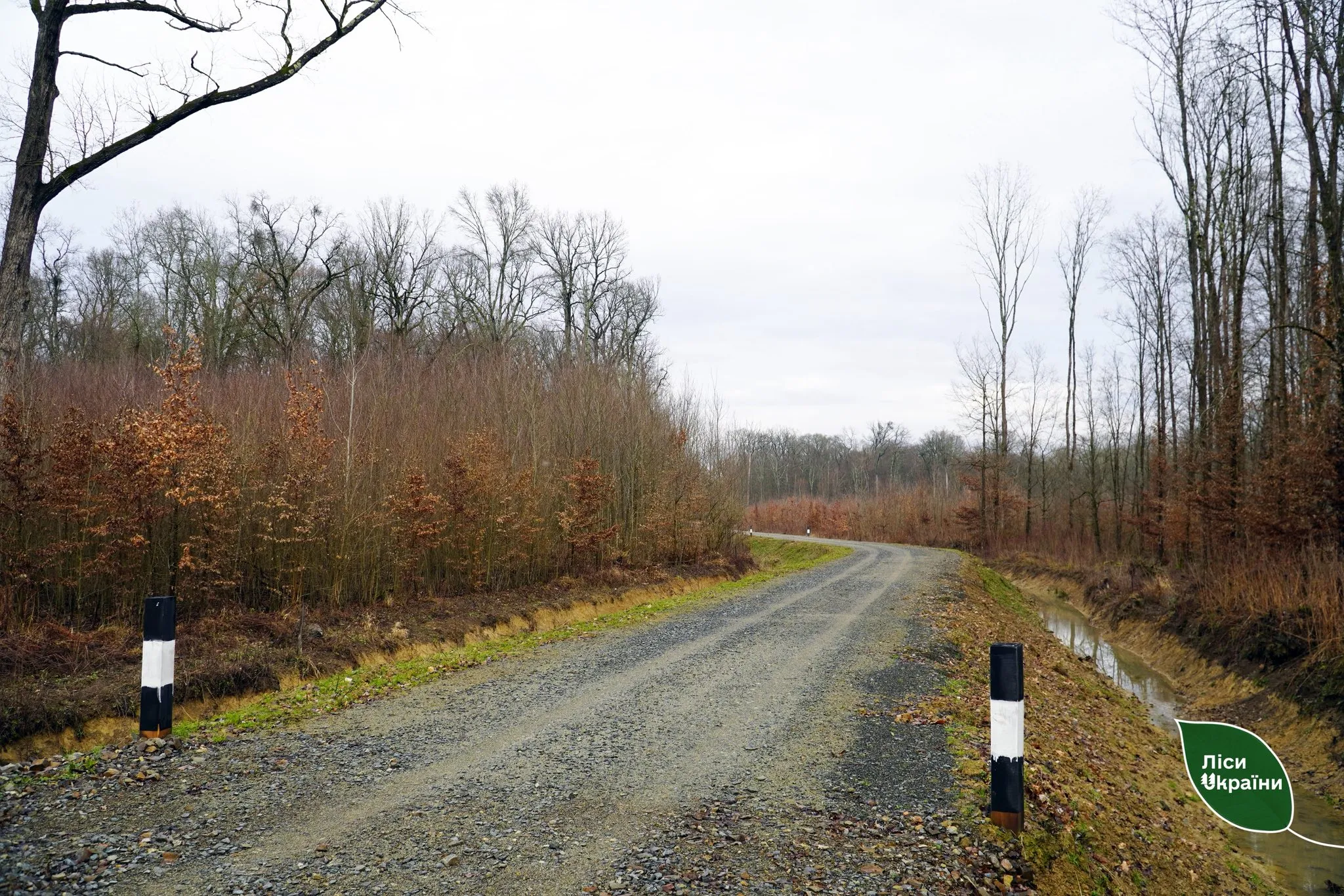 "Forests of Ukraine" is resuming construction of 25 forest roads across five branches