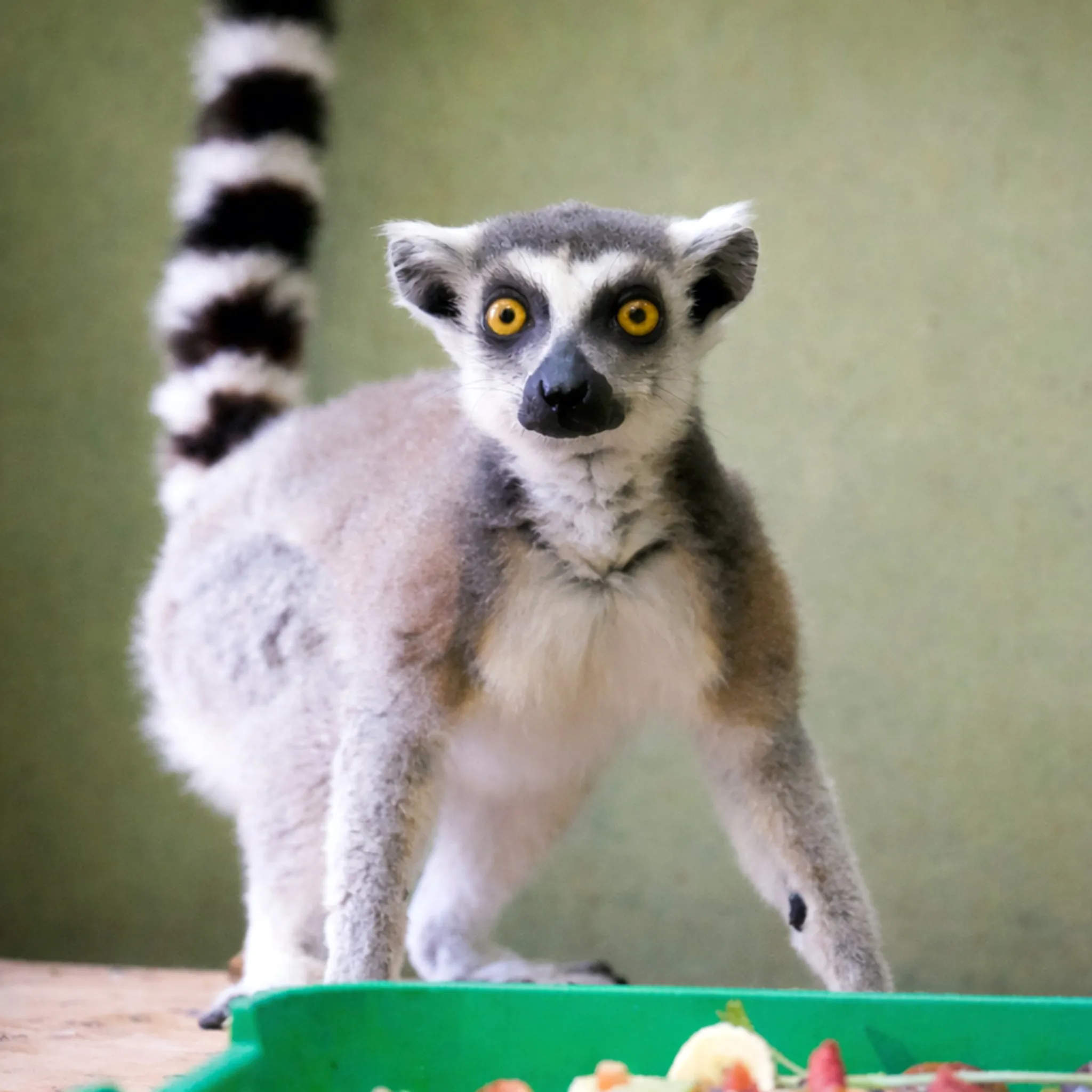 Волонтери передали до Київського зоопарку врятованого котячого лемура