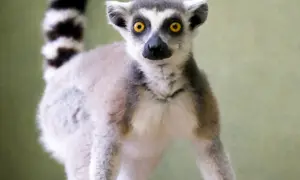 Волонтери передали до Київського зоопарку врятованого котячого лемура