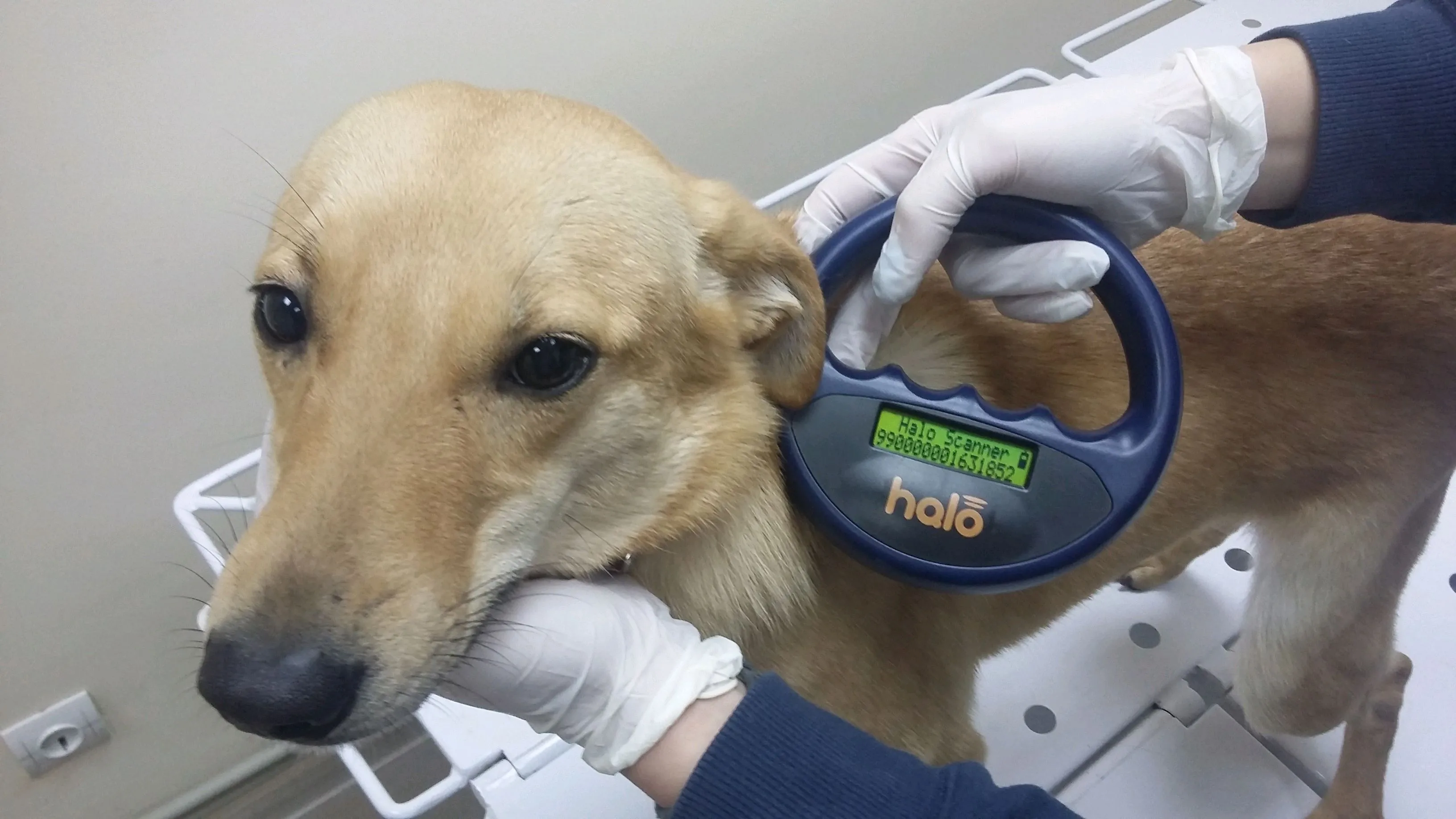 ЄС запровадив обов’язкове чипування котів і собак — Bild