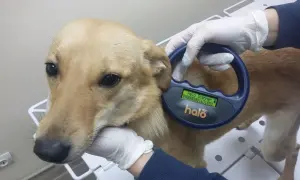 Талібан заборонив афганським жінкам працювати в ООН