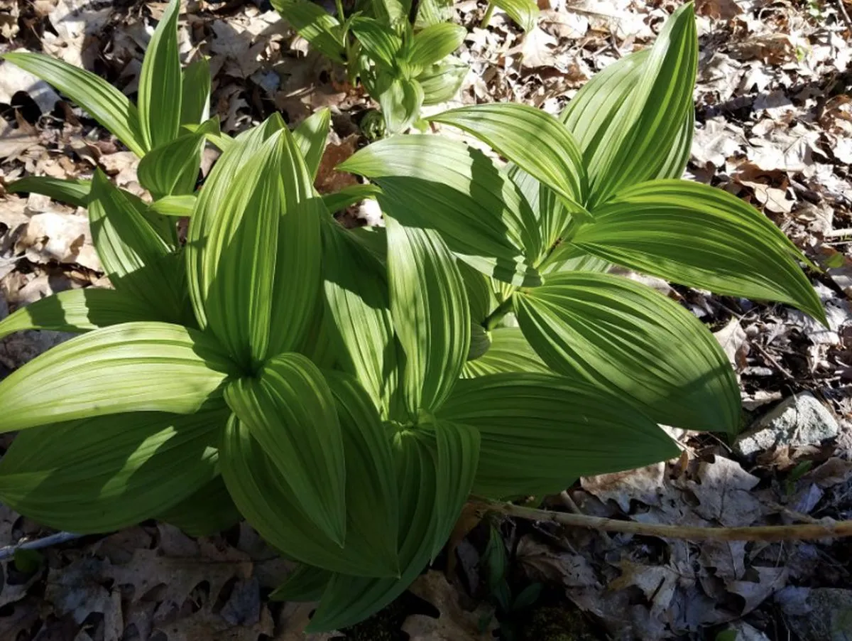 Експертиза підтвердила отруєння чемерицею лікаря у Львові
