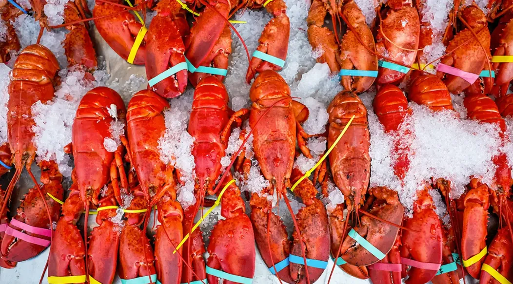 У США викрали живих лобстерів на $400 тисяч — Fox News