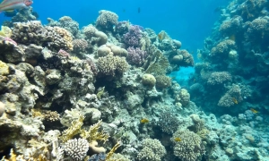 Трамп пригрозил союзникам из-за Ормузского пролива: США больше не будут оказывать помощь