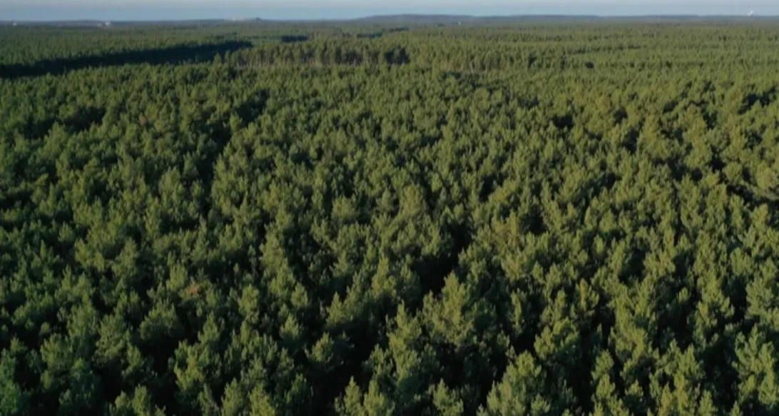 «Ліси України» стають акціонерним товариством