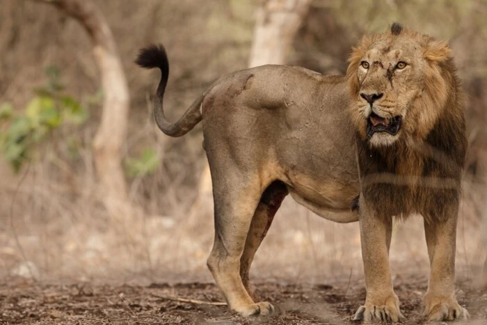 В Індії азіатські леви вбили двох дітей за три дні