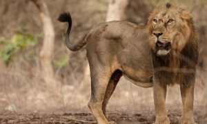 путін поклав на ФСБ повноваження щодо організації захисту Керченського мосту