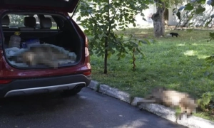 У Вінниці отруїли собак на території лікарні Пирогова