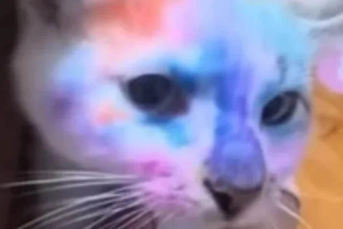 У Львові поліція перевіряє інцидент із дитиною, яка розмальовувала кота