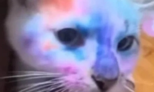 Пошуково-рятувальні роботи у Броварах завершено – ДСНС