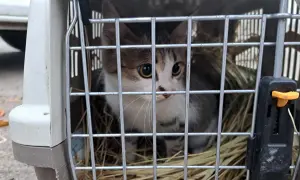 После теракта в Киеве 200 патрульных проходят усиленную подготовку