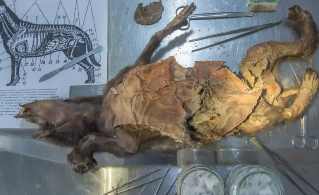 Вчені виявили геном шерстистого носорога в шлунку вовченяти